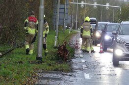 Boom omgewaaid door harde wind bij Schagen
