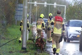 Boom omgewaaid door harde wind bij Schagen