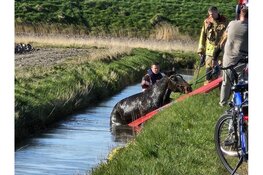 Paard te water in Schagen