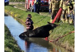 Paard te water in Schagen