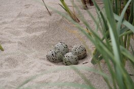Eerste nest bontbekplevier gevonden op het strand van Camperduin