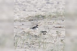 Stem van de Natuur in de Hondsbossche