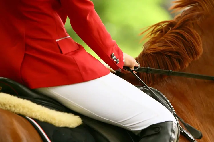 Voor wie de cursus dissectie paard geschikt is