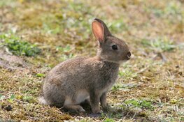 Komend najaar arriveren konijnen in de Noordduinen