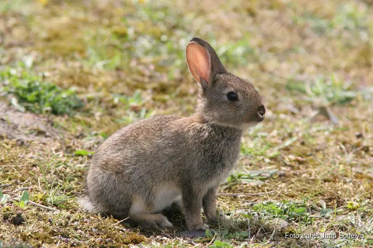 Komend najaar arriveren konijnen in de Noordduinen