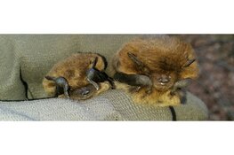 Nacht van de vleermuis in Eendenkooi 't Zand