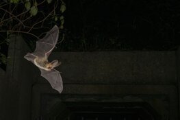 Op zoek naar vleermuizen en andere nachtdieren in het Zwanenwater