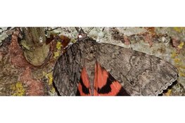 Nachtvlinders zoeken