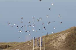 Tientallen Trekvogels te zien rond Petten