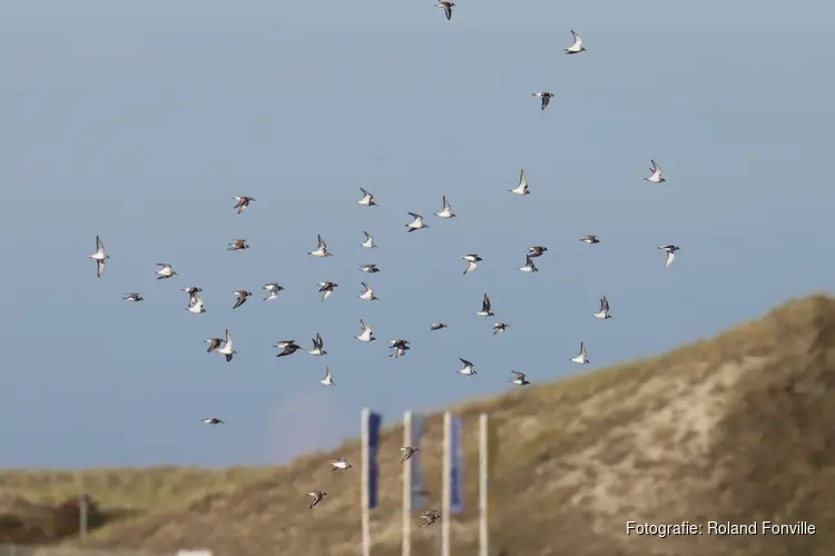 Tientallen Trekvogels te zien rond Petten