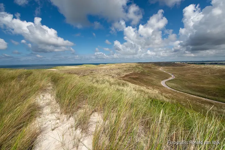 Zeldzame duinplanten als zeewolfsmelk, zeewinde en blauwe zeedistel krijgen weer kans in de Noordduinen!