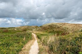 Zeldzame duinplanten als zeewolfsmelk, zeewinde en blauwe zeedistel krijgen weer kans in de Noordduinen!