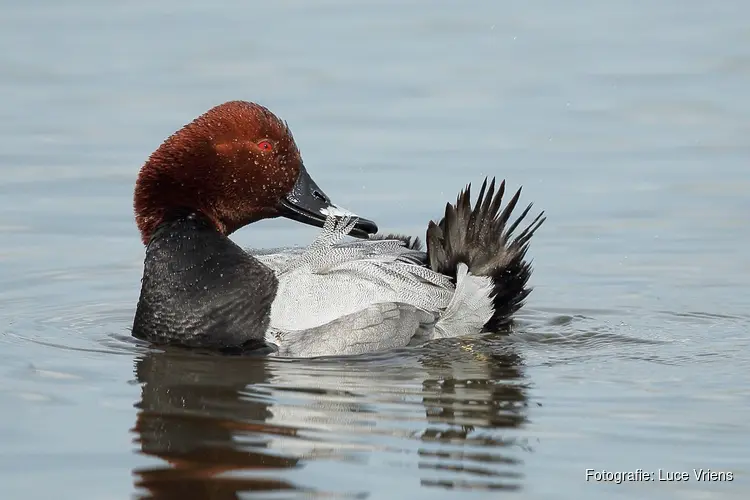 Watervogels spotten in het Zwanenwater
