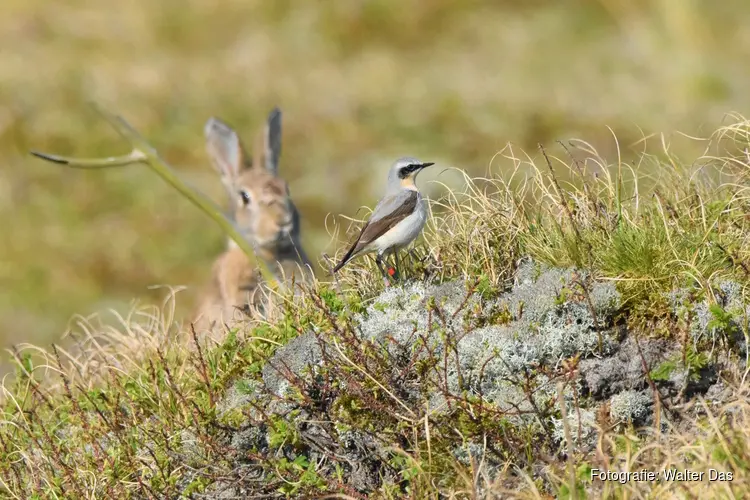 2025 Recordjaar voor de tapuit in de Noordduinen