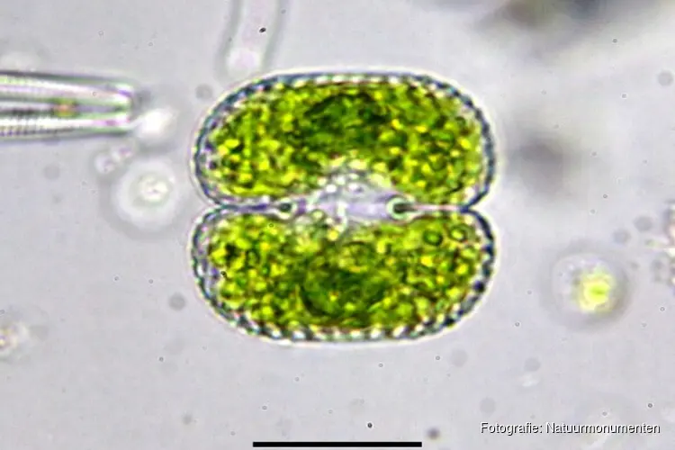 Nieuwe algensoort ontdekt in natuurgebied het Zwanenwater