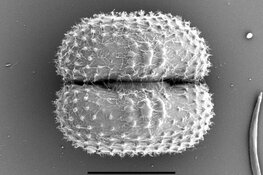Nieuwe algensoort ontdekt in natuurgebied het Zwanenwater