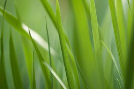 Nieuwe graszoden sproeien en water geven: de sleutel tot een gezond gazon