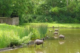 Kijkje achter de schermen van Eendenkooi 't Zand