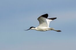 Nationale Vogelweek: vogelexcursie Zandpolder en Nollenland van Abbestede