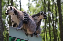 Met de bus naar Dierenpark Hoenderdaell