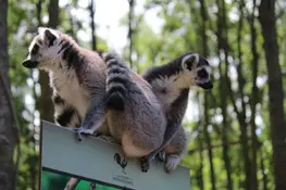 Met de bus naar Dierenpark Hoenderdaell