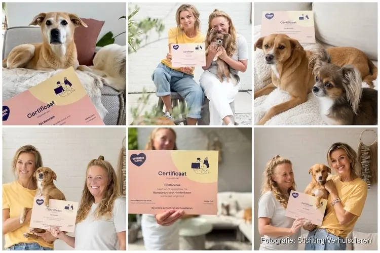 Verhuisdieren lanceert eerste gecertificeerde online cursus voor hondenbazen