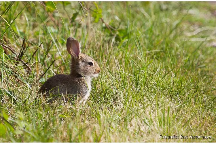Konijnen keren terug naar Noordduinen: kleine graver, groot belang voor de natuur