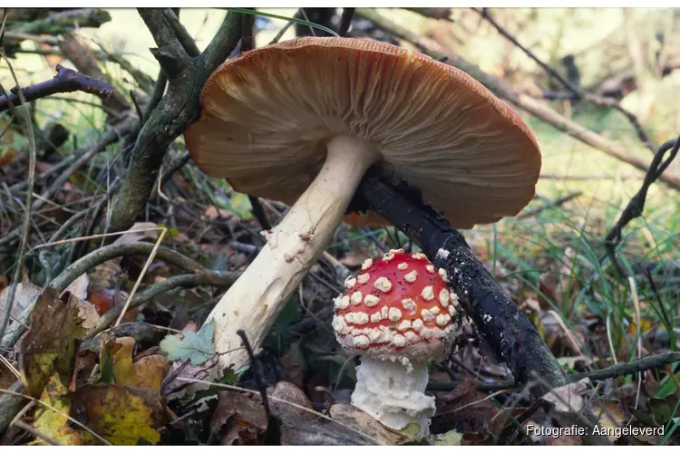 Traditionele Paddenstoelendag in Wildrijk