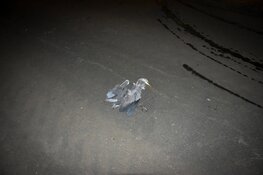 N9 bij Schagerbrug volledig afgesloten na kettingbotsing door laagvliegende reiger