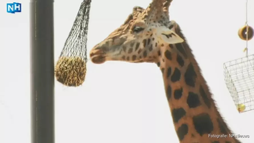 Dierenpark Blanckendaell bereidt zich voor op extreme warmte