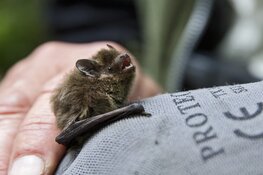 Vleermuizen spotten in Eendenkooi ‘t Zand