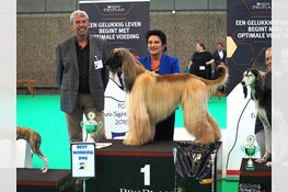 Rhett uit Zijdewind wereldkampioen tijdens grote hondenshow in de RAI