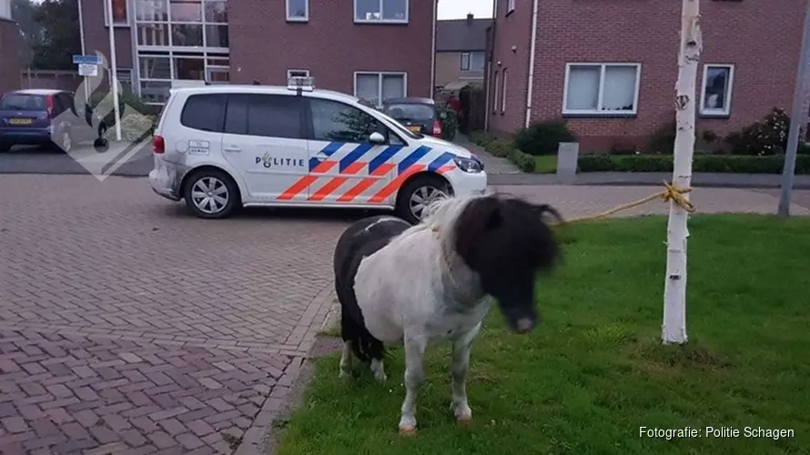 Loslopende pony teistert verkeer in &#39;t Zand