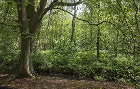 Bos Wildrijk biedt ruimte voor herdenking