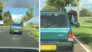 Aap uit de mouw: "De pony in de panda was een reclamestunt"