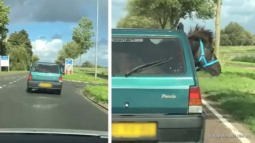 Aap uit de mouw: "De pony in de panda was een reclamestunt"