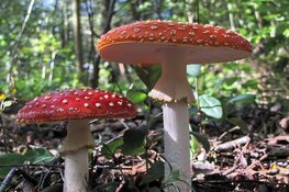 Paddenstoelen en heksensoep in het Wildrijk