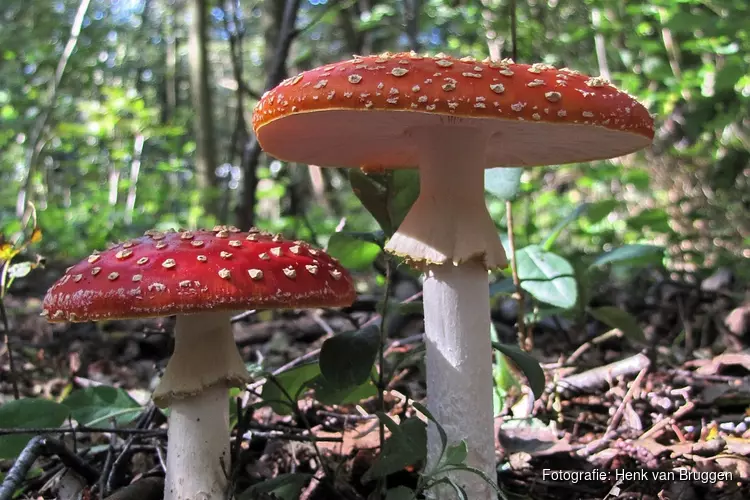 Paddenstoelen en heksensoep in het Wildrijk