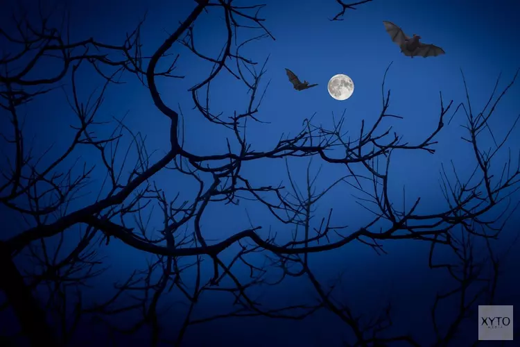 Schagen organiseert eerste Halloween Weekend: Loop jij mee met de Halloween Parade?