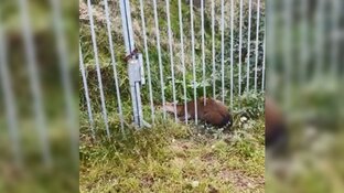 Politie redt hert uit benarde situatie