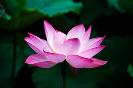 Jocu Yoga en Zeestroom organiseren samen een avond met yoga en meditatie: terug naar de rust en stilte in jezelf
