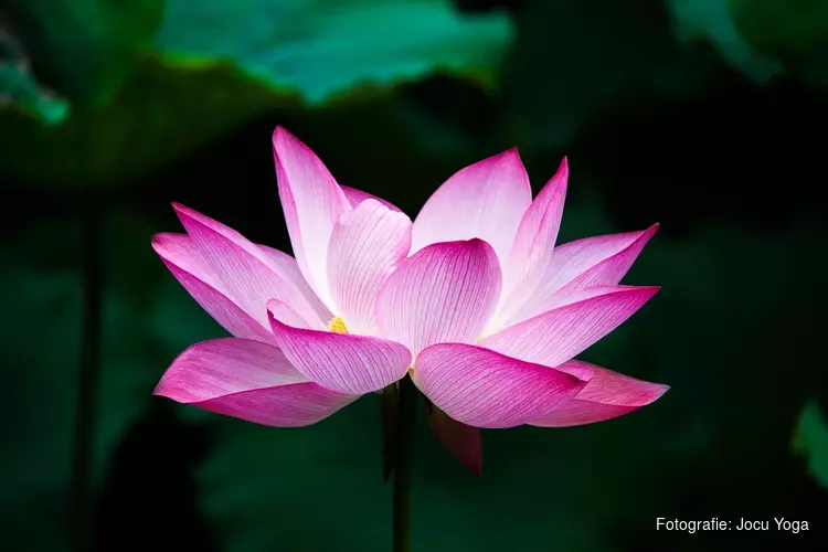 Jocu Yoga en Zeestroom organiseren samen een avond met yoga en meditatie: terug naar de rust en stilte in jezelf