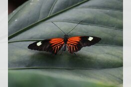 Vlindorado: Tropisch uitje in eigen land nog tot 12 november geopend