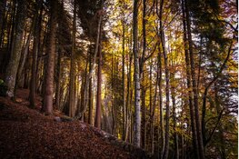 Stichting Gezond Natuur Wandelen biedt gratis wekelijkse natuurwandelingen aan